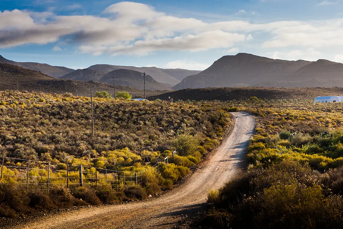 Perfect Hideaways property for sale: A dirt road on a hill of the olive-oil producing farm, which is surrounded by shrub-like vegetation. Olive Farm in Prince Albert.