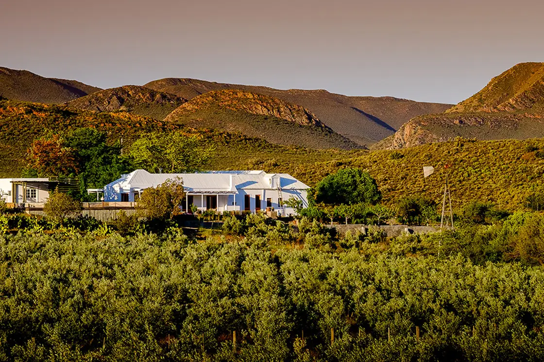 Perfect Hideaways property for sale: A manor house and a farmhouse, featured behind rows of olive trees on a farm which produces olive-oil. Low mountains in the background. Olive Farm in Prince Albert.