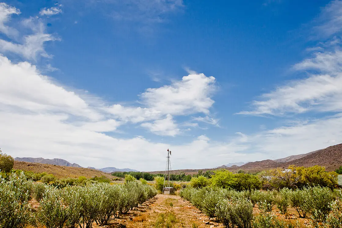 Perfect Hideaways property for sale: Rows of olive trees on an olive-oil producing farm in the karoo, where multiple cottages and a manor house are included in the farm erf, which is currently for sale. Olive Farm in Prince Albert.