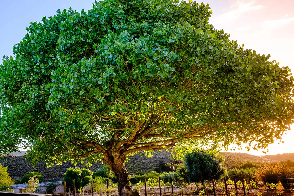 Perfect Hideaways property for sale: The sun setting over a large green tree on a patch of grass. Various cottages and homesteads are scattered around the property, near a plot of farmland. Olive Farm in Prince Albert.