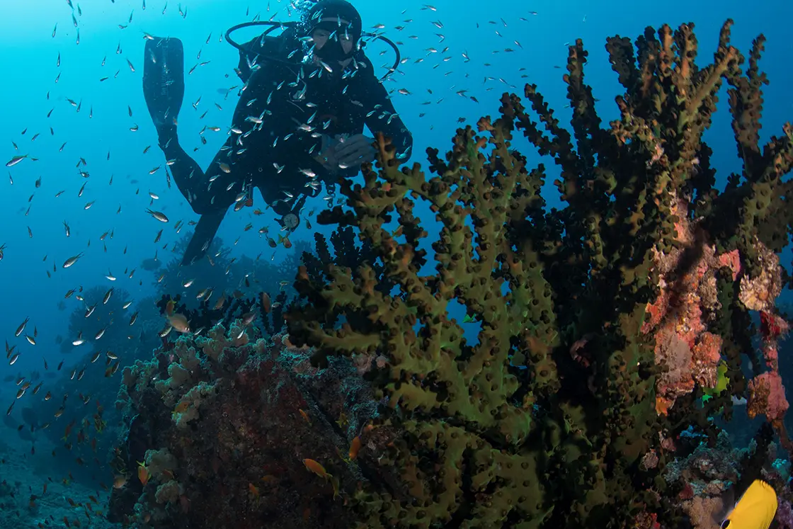 Perfect Hideaways real estate property: A diver exploring a protected area containing a coral reef, surrounded by a shoal of small fish. The Sanctuary Private Reserve, Mozambique.