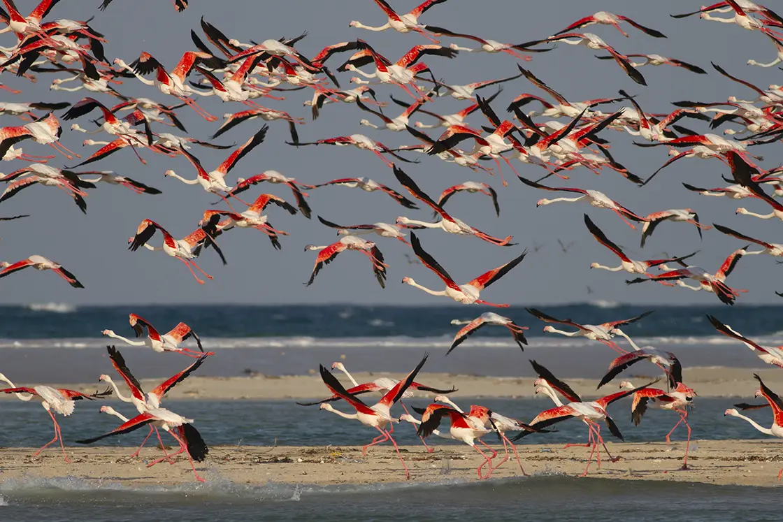 Perfect Hideaways real estate property: A flock of flamingos taking flight from a shallow sandbank in Vilankulo, Mozambique. The Sanctuary Private Reserve, Mozambique.