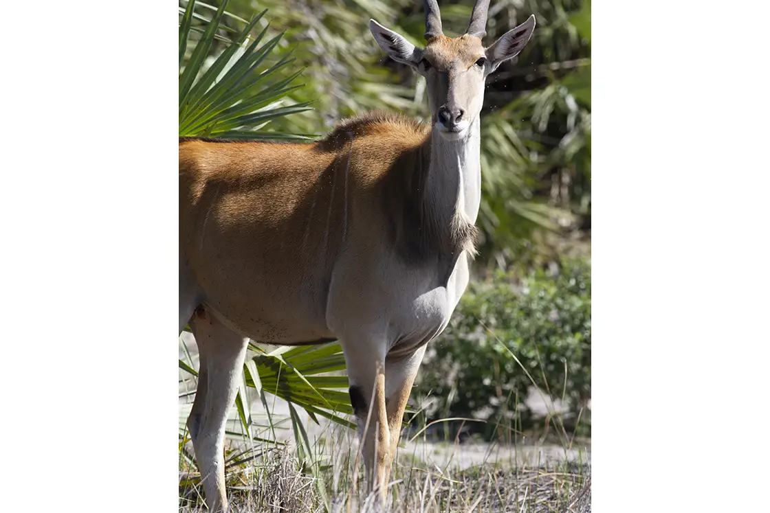 Perfect Hideaways real estate property: A Common Eland looks directly into the lens, surrounded by Mozambican vegetation. The Sanctuary Private Reserve, Mozambique.