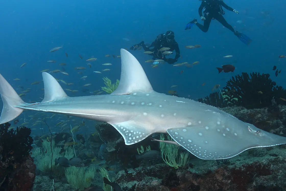 Perfect Hideaways real estate property: Two divers observe a 'Guitarfish' with spotted fins, showcasing the surrounding reef, and shoals of fish. The Sanctuary Private Reserve, Mozambique.