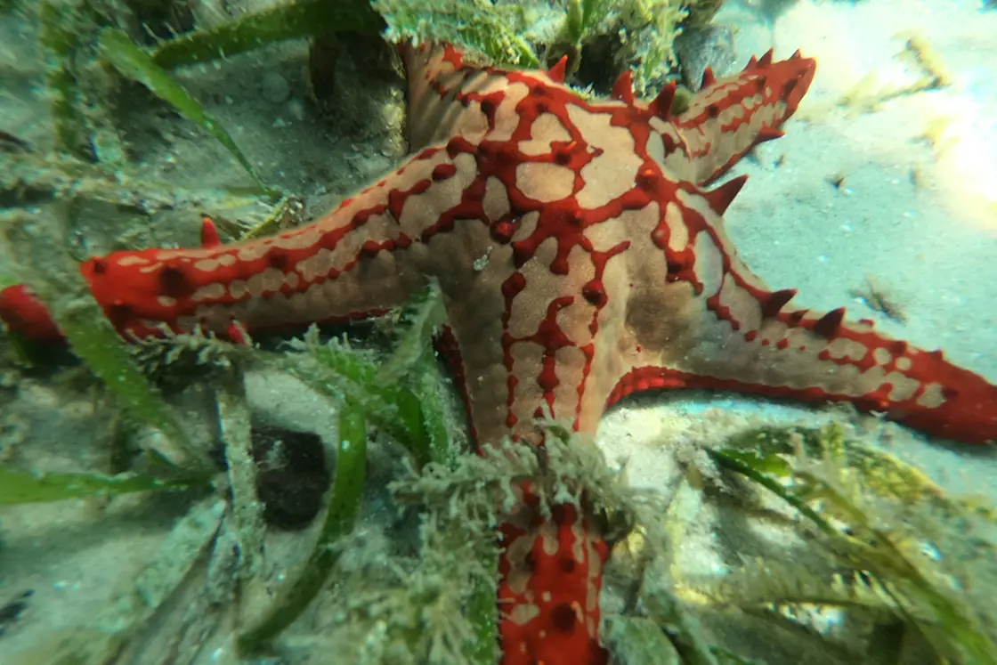 Perfect Hideaways real estate property: An underwater photograph of a red-knobbed starfish and sea grass, on the seafloor. The Sanctuary Private Reserve, Mozambique.