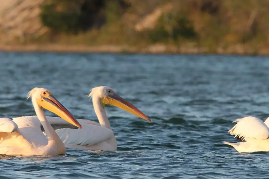 Perfect Hideaways real estate property: Three Great white pelicans in the water near to the Mozambican coastline. The Sanctuary Private Reserve, Mozambique.