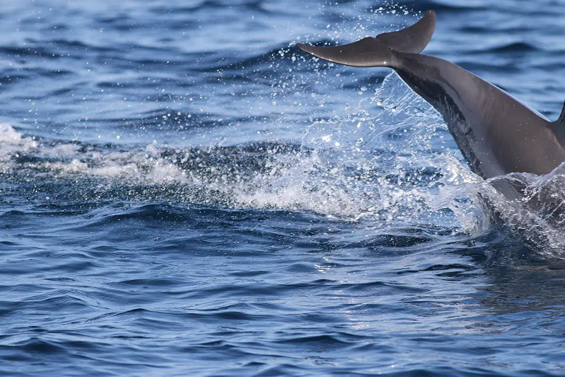 Perfect Hideaways real estate property: A dolphin re-enters the water after breaching, showcasing the tail and dorsal fin of the half-submerged dolphin. The Sanctuary Private Reserve, Mozambique.