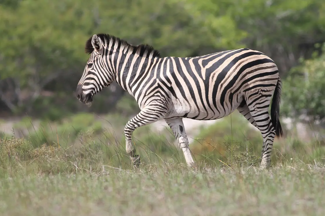 Perfect Hideaways real estate property: A lone zebra walking through grassland in a protected area. The Sanctuary Private Reserve, Mozambique.