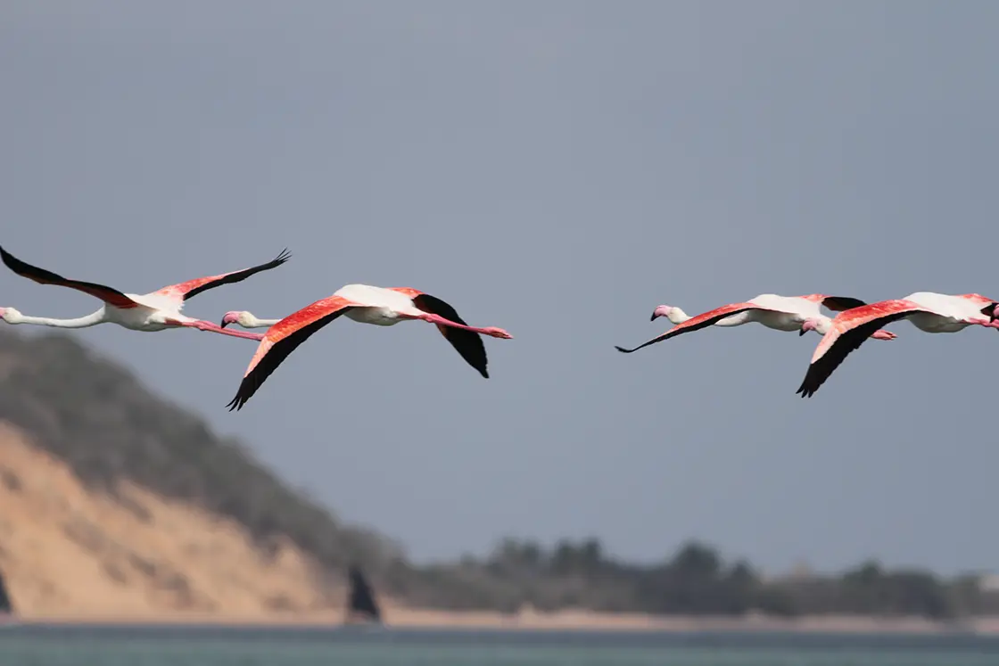 Perfect Hideaways real estate property: A flock of flamingos flying along a protected stretch of coastline in Vilankulo, Mozambique. The Sanctuary Private Reserve, Mozambique.