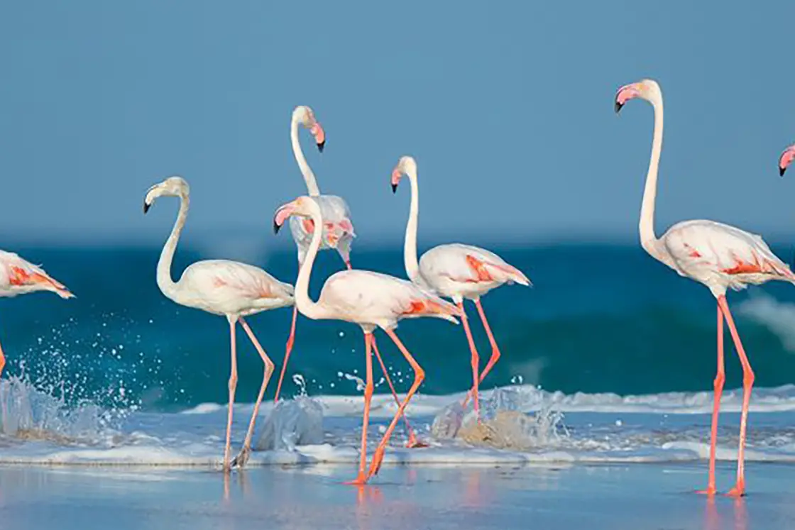 Perfect Hideaways real estate property: A flock of flamingos wading into deeper water along the coastline of Mozambique. The Sanctuary Private Reserve, Mozambique.