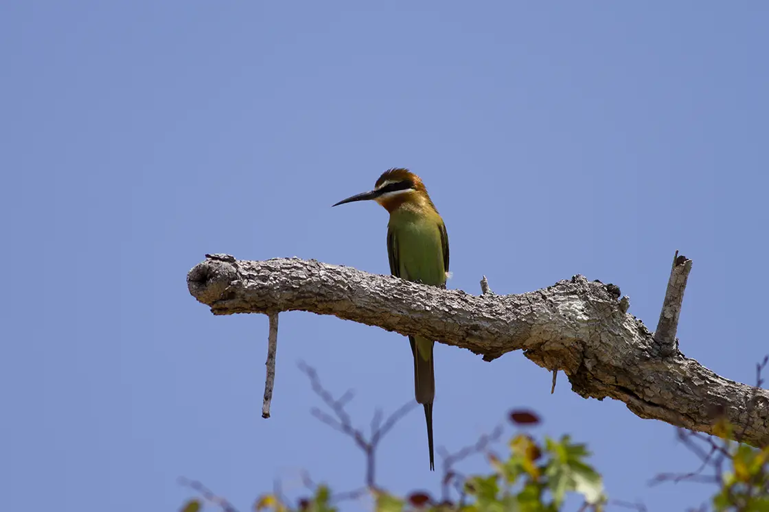 Perfect Hideaways real estate property: An olive bee-eater perched on a branch somewhere in the San Sebastian Peninsula. The Sanctuary Private Reserve, Mozambique.