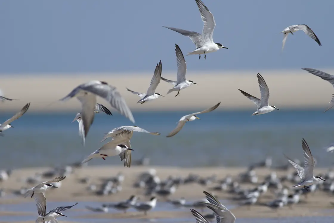 Perfect Hideaways real estate property: A flock of seabirds taking flight from the beach. The Sanctuary Private Reserve, Mozambique.