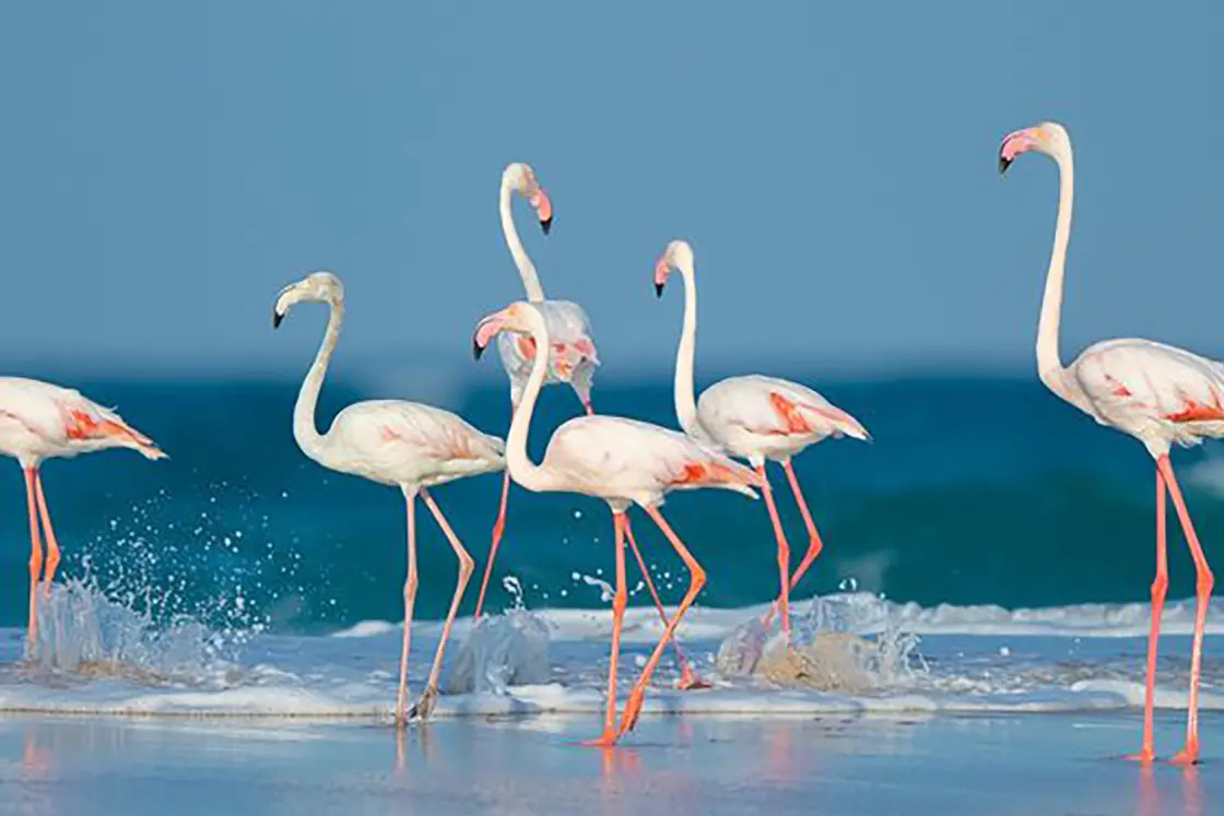 Perfect Hideaways real estate property: A flock of flamingos wading into deeper water along the coastline of Mozambique. The Sanctuary Private Reserve, Mozambique.