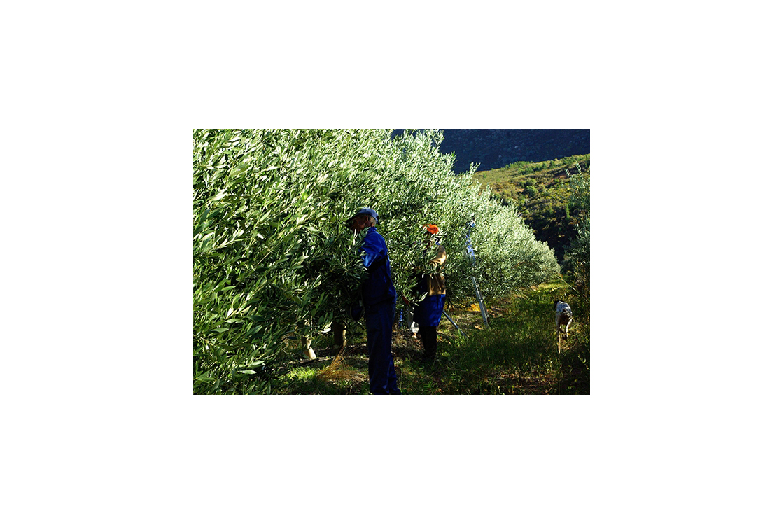 Tulbagh Olive Farm for sale-12