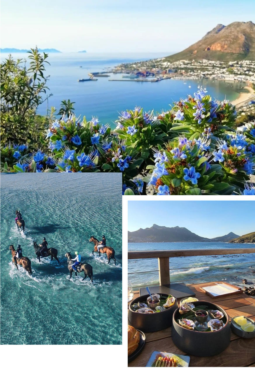 The Shape of Cape Waters – A Peninsula Tour