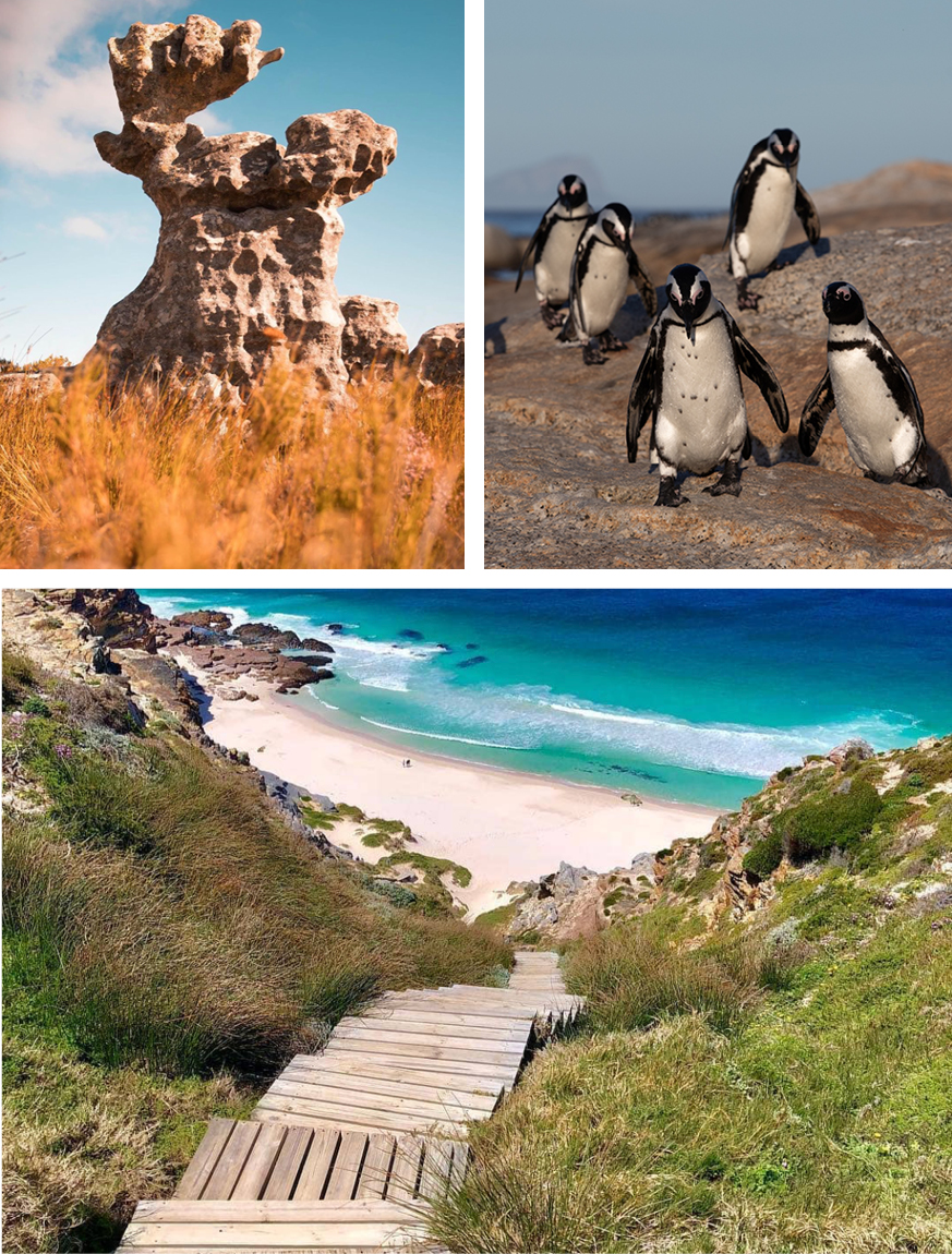 The Shape of Cape Waters – A Peninsula Tour