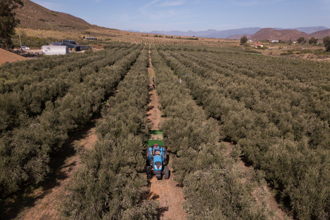 Zoetigheyd Organic Olive Farm, Breede River Valley, Western Cape-15