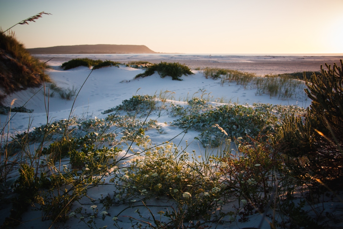 A serene beach at sunset, with vibrant colors illuminating the sky and lush plants framing the tranquil scene.