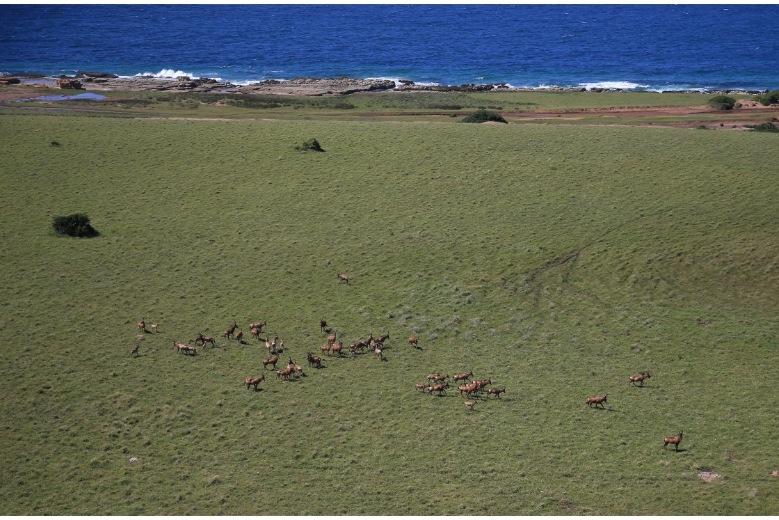 A scenic view of a herd of buck in a field, highlighting their elegance and harmony within the landscape.