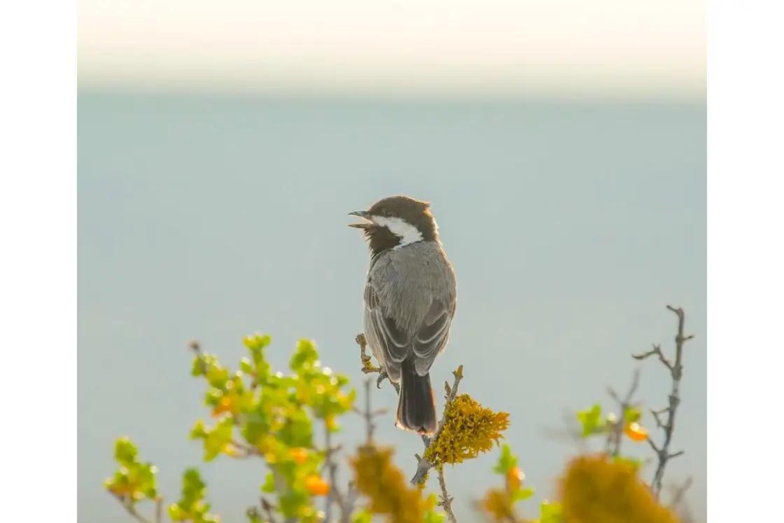 Perfect Hideaways property for sale: A coastal bird of the Western Cape of South Africa, which is known as the ‘Grey Tit’. Trekoskraal, Paternoster.