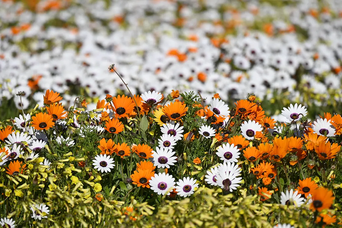 Perfect Hideaways property for sale: Bright orange, and white flowers which flourish on the West Coast of South Africa from August to September. Trekoskraal, Paternoster.