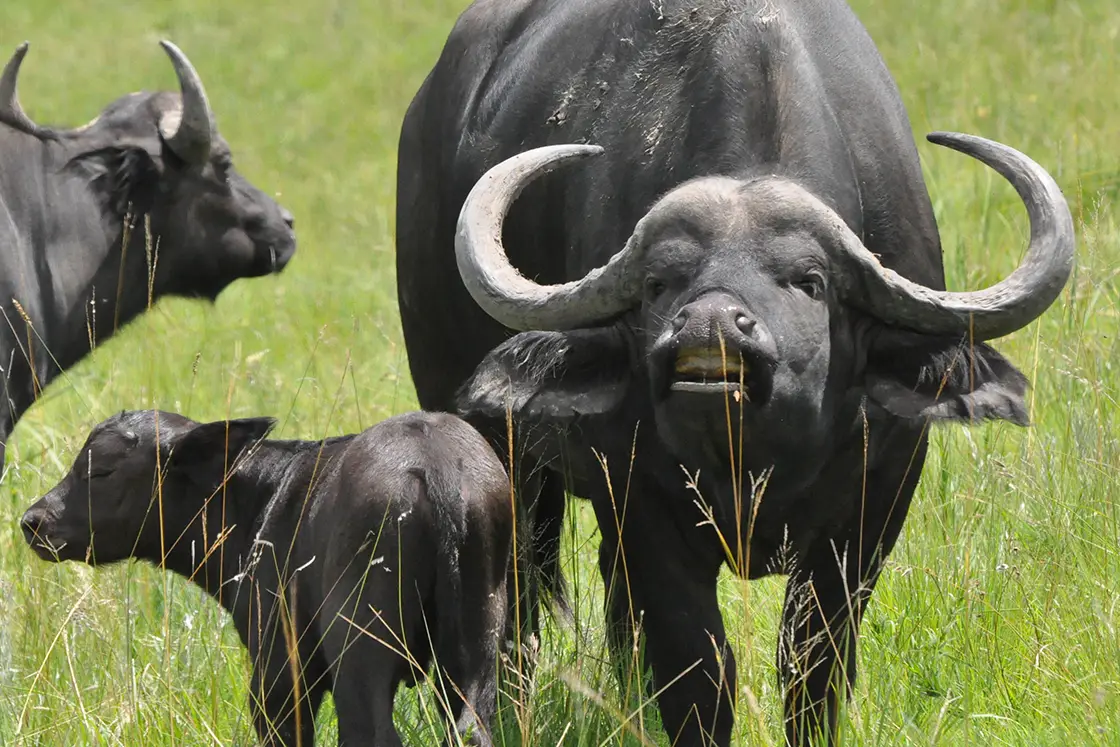 Perfect Hideaways real estate property: An African buffalo mother makes eye-contact with nearby guests on safari, beside a calf. Zulu Waters Game Reserve, Natal Midlands.