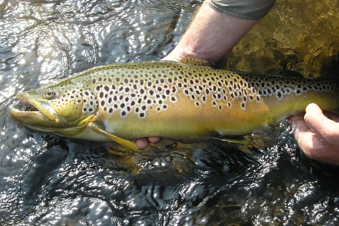 Perfect Hideaways real estate property: A man holds a green trout above the water, preparing to catch and release. Zulu Waters Game Reserve, Natal Midlands.