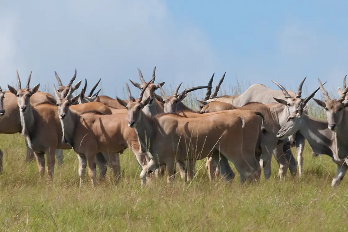 Perfect Hideaways real estate property: A herd of Impala stand together on a grass field. Zulu Waters Game Reserve, Natal Midlands.