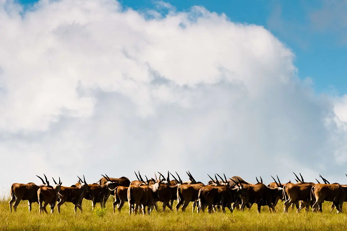 Perfect Hideaways real estate property: A scenic photograph of a herd of Impala traversing the grasslands of KwaZulu-Natal, with a large cloud in the background. Zulu Waters Game Reserve, Natal Midlands.