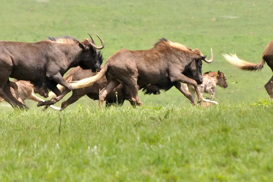 Perfect Hideaways real estate property: A small herd of Wildebeest run at full speed with their calves, across the plains of a game reserve in KwaZulu-Natal. Zulu Waters Game Reserve, Natal Midlands.