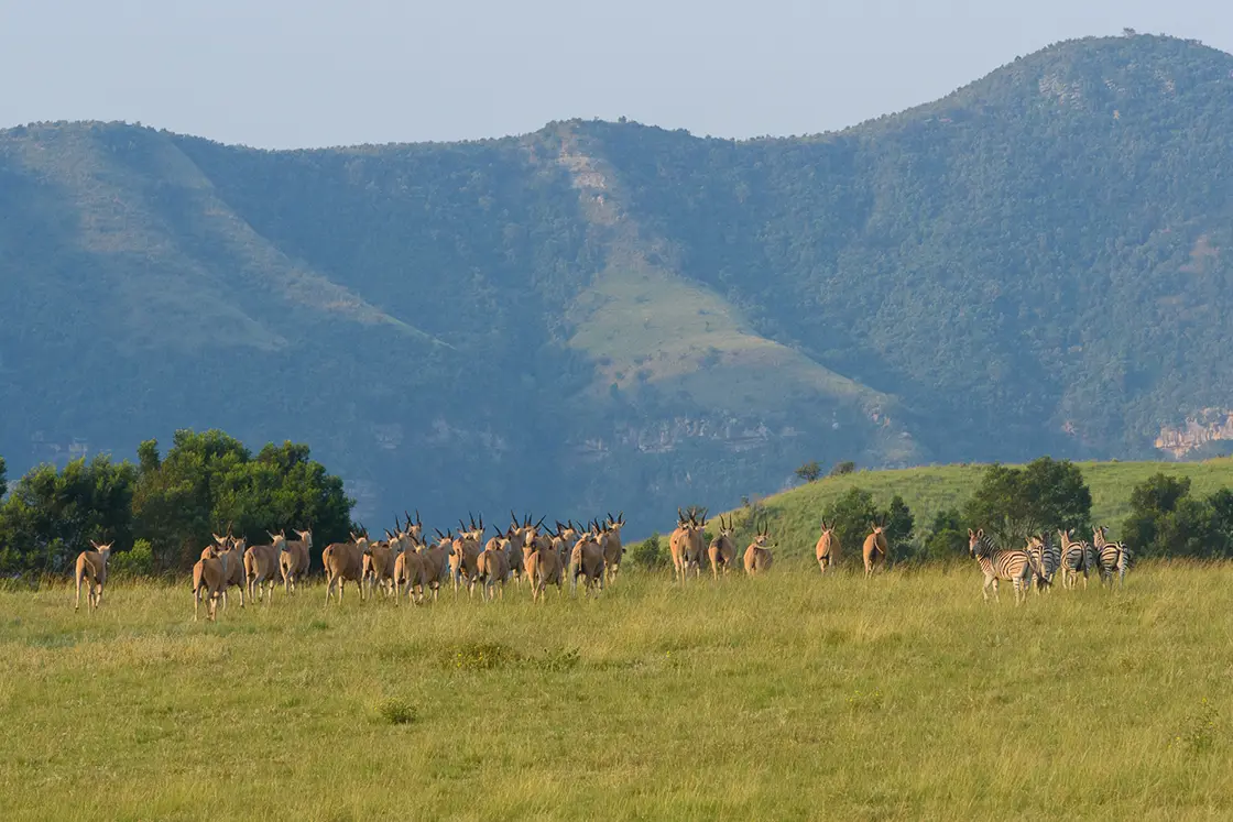 Perfect Hideaways real estate property: A herd of Impala walk side by side with four zebras over the grasslands of KwaZulu-Natal, featuring a dramatic mountain in the background. Zulu Waters Game Reserve, Natal Midlands.