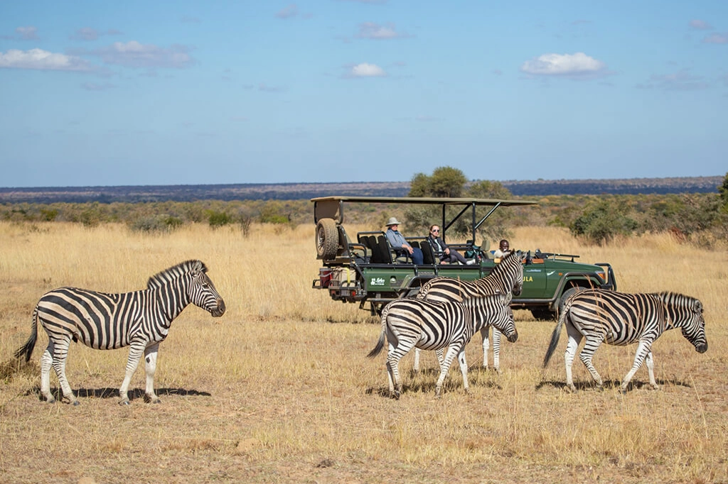 Perfect Hideaways real estate property: A herd of zebras with a safari vehicle of people in the background. Mabula Game Reserve, Limpopo.