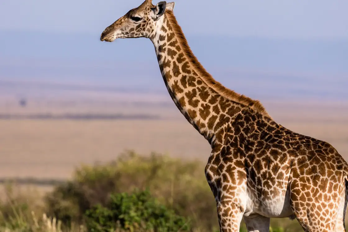 Perfect Hideaways real estate property: A giraffe from the side with a view of the game reserve in the background and a purple-hued sky. Mabula Game Reserve, Limpopo.