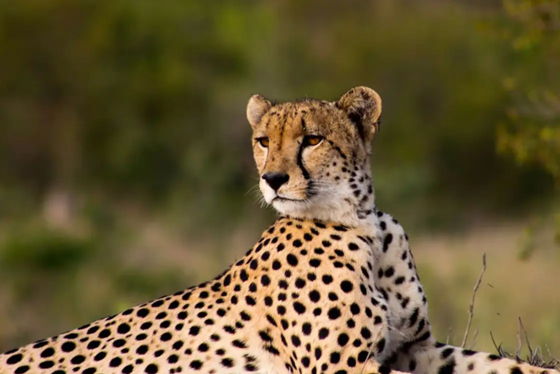 Perfect Hideaways real estate property: A cheetah lying on a mound, looking at other animals. Mabula Game Reserve, Limpopo.