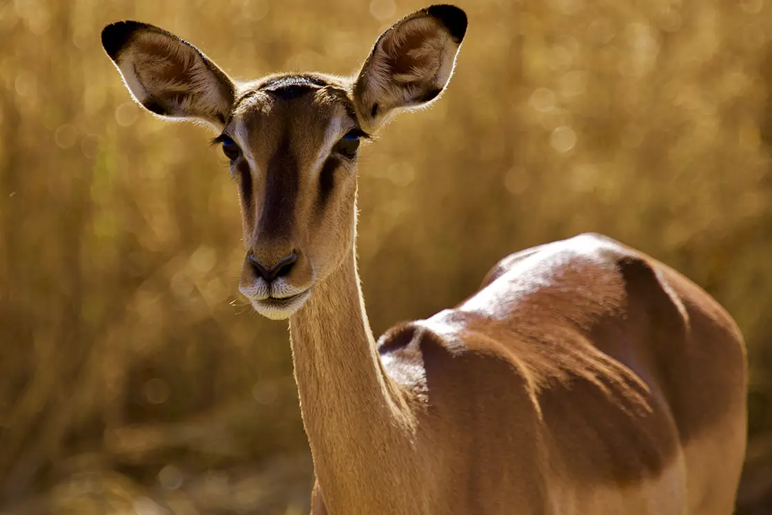 Perfect Hideaways real estate property: A female springbok looking ahead with veld in the background. Mabula Game Reserve, Limpopo.