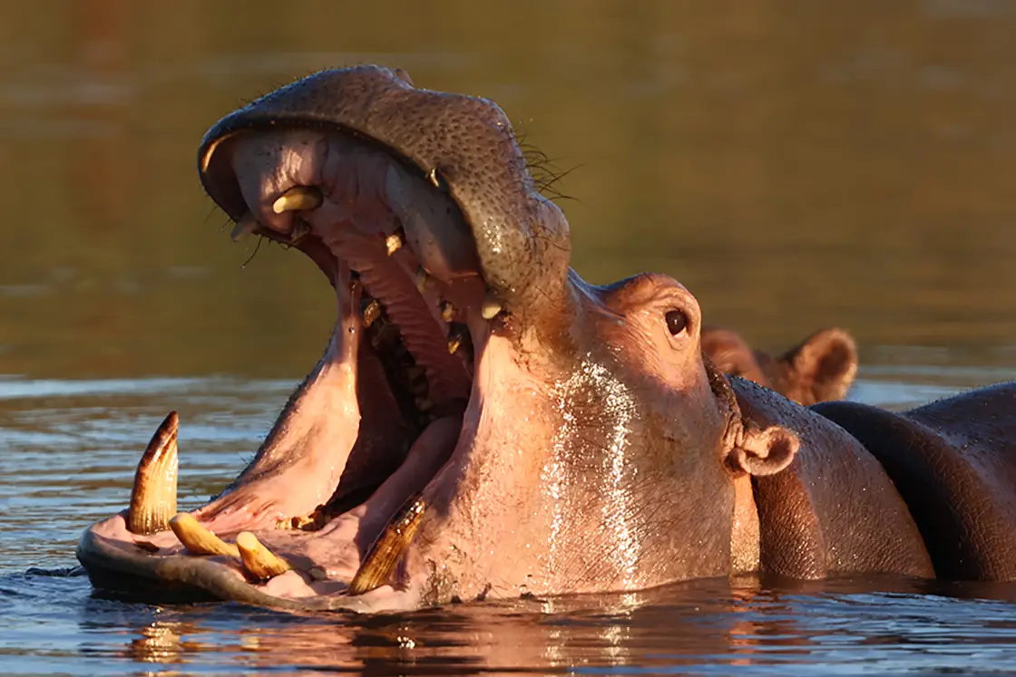 Perfect Hideaways real estate property: A hippo in water with an open mouth and exposed teeth. Mabula Game Reserve, Limpopo.