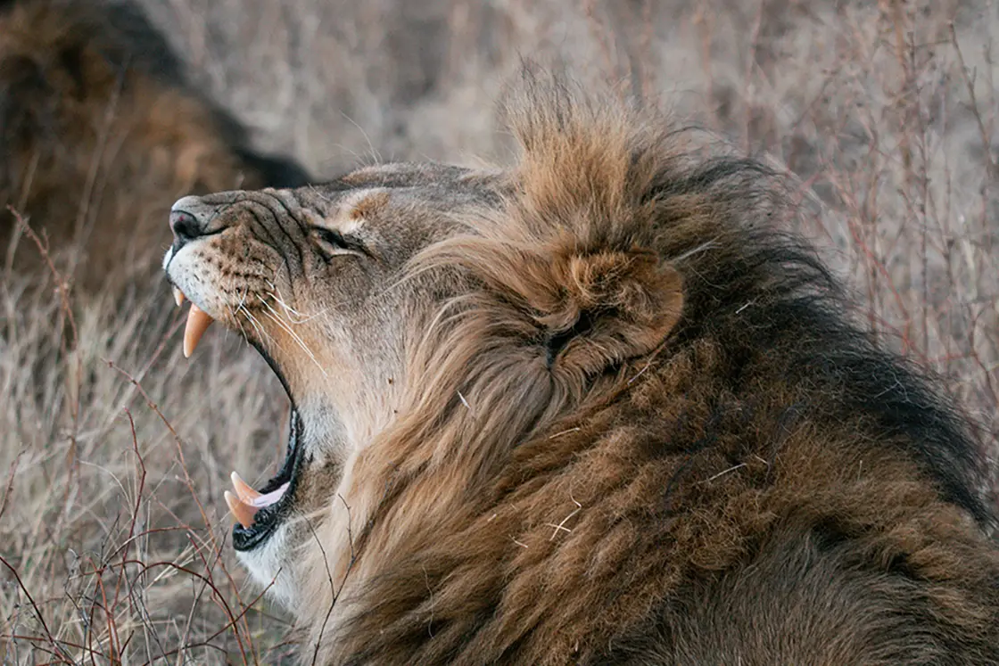 Perfect Hideaways real estate property: A male lion lying down in the veld with a full mane, an open mouth, and teeth showing. Mabula Game Reserve, Limpopo.