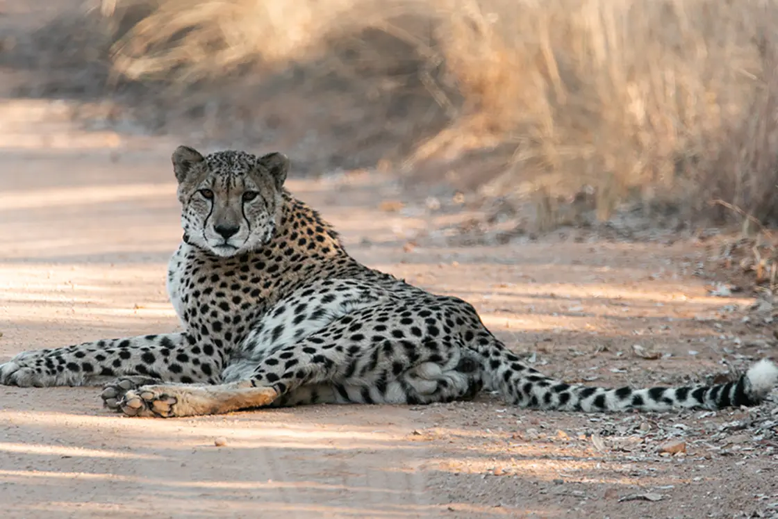 Perfect Hideaways real estate property: A cheetah with a long tail lying on the road, staring directly ahead. Mabula Game Reserve, Limpopo.