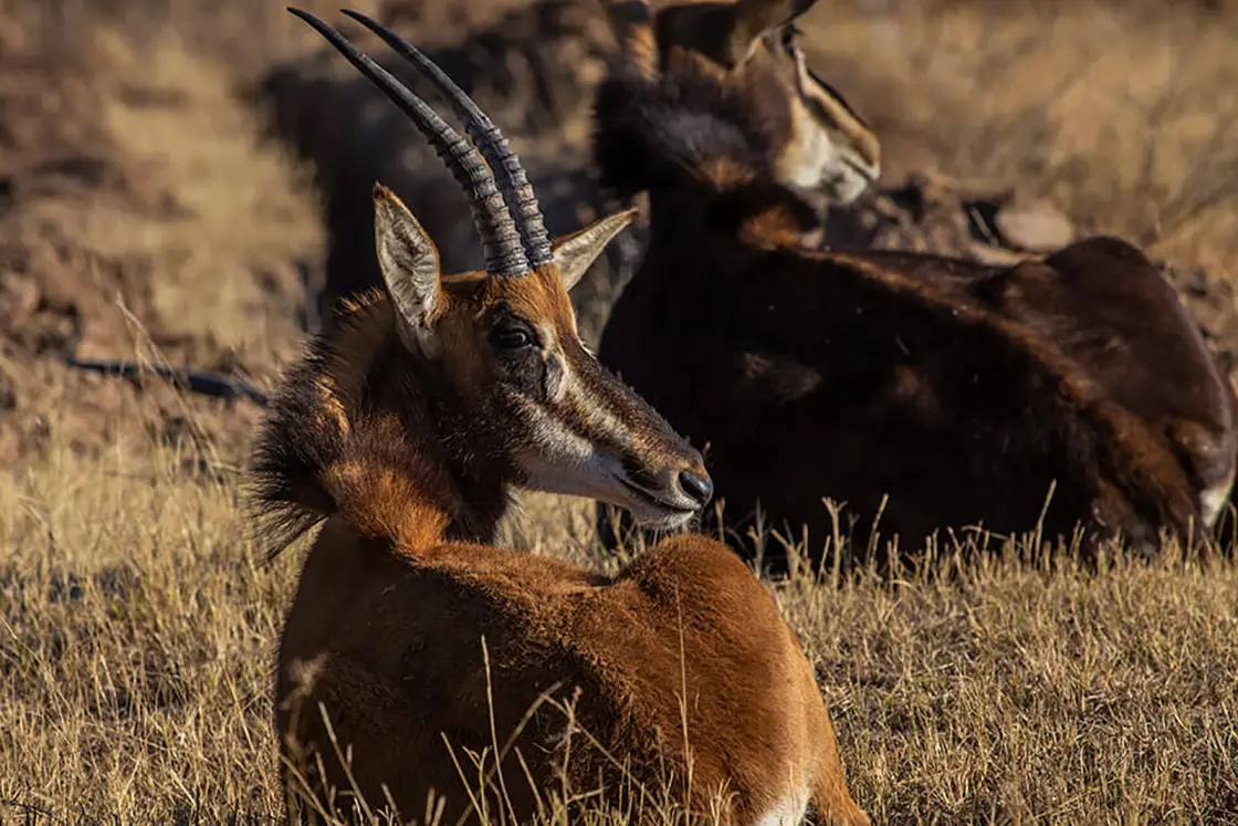 Perfect Hideaways real estate property: Two blesbokke with long antlers lying on short grass. Mabula Game Reserve, Limpopo.