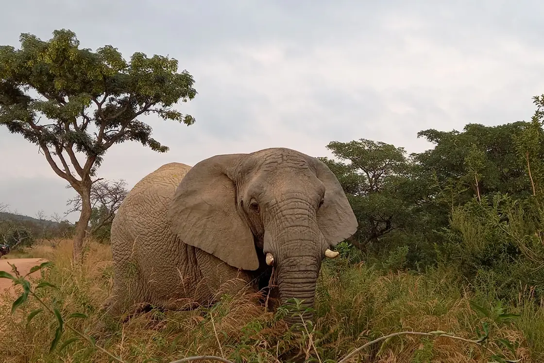 Perfect Hideaways real estate property: An elephant walking through the bush with a tree in the background and a game vehicle bonnet off to the right. Mabula Game Reserve, Limpopo.