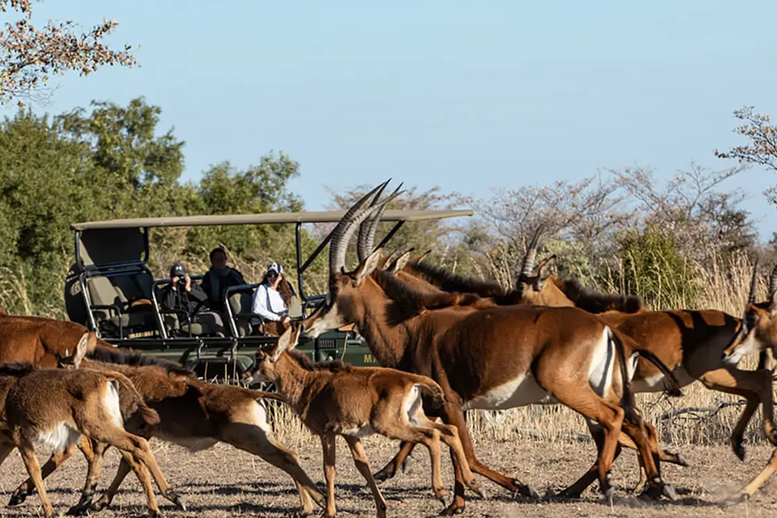 Perfect Hideaways real estate property: A herd of male, female, and young blesbuck running past a game vehicle with people onboard, dried trees, and veld as the backdrop. Mabula Game Reserve, Limpopo.