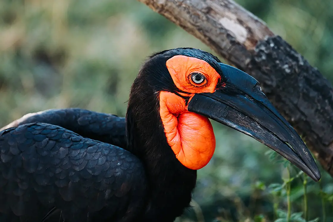 Perfect Hideaways real estate property: A ground hornbill bird with a red throat and black beak and body, perched on a branch, with greenery in the background. Mabula Game Reserve, Limpopo.