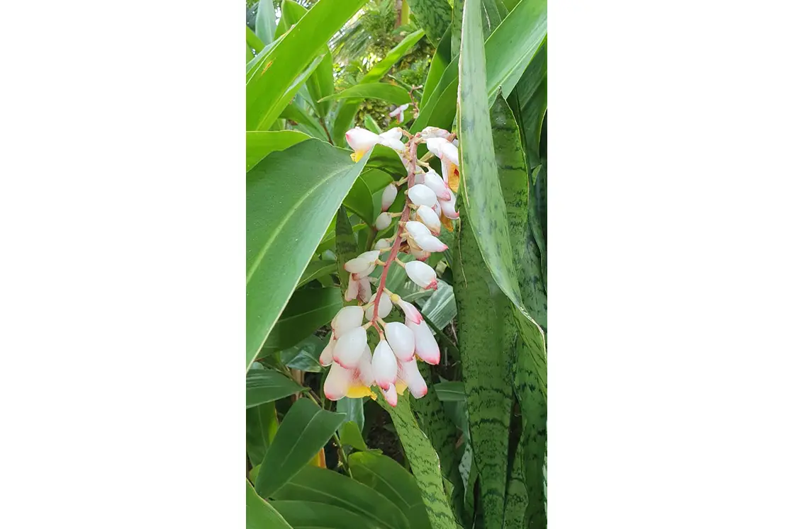 Perfect Hideaways real estate property: Mozambican vegetation and flowers, showcasing the biodiversity of Vilankulo, Mozambique. Villa 1b Beach House, Vilanculos.