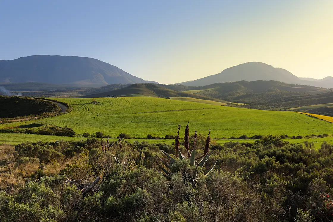 Perfect Hideaways real estate property: Landscape photo of green farmland on a hill, low mountains in the background. Zeekoegat Farm in Riversdale.