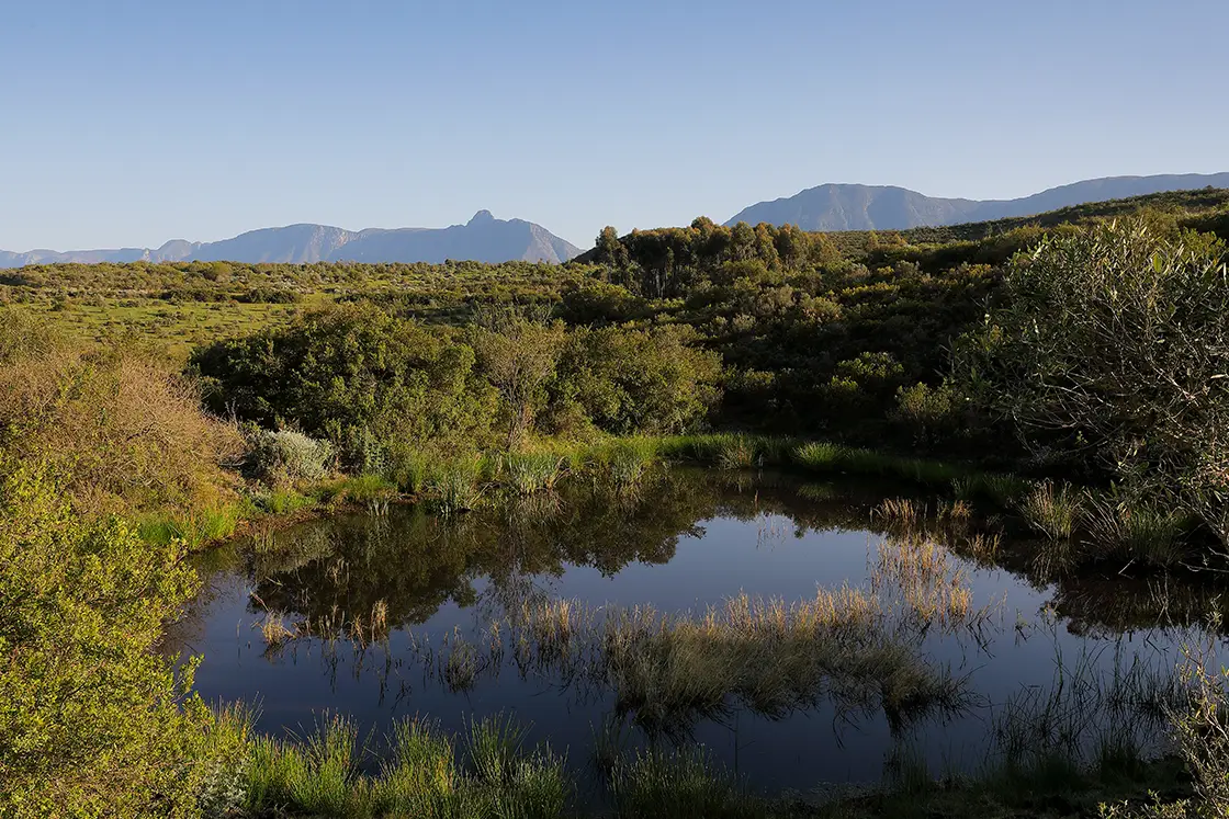 Perfect Hideaways real estate property: A small wetland pond surrounded by endemic/local vegetation. Mountains in background. Zeekoegat Farm in Riversdale.