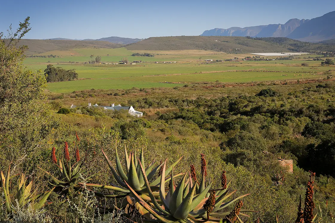 Perfect Hideaways real estate property: Large landscape vista of farmland in the Riversdale area. Garden Route. Farmland with hills and mountains. Rental cottages surrounded by wild vegetation. Zeekoegat Farm in Riversdale.