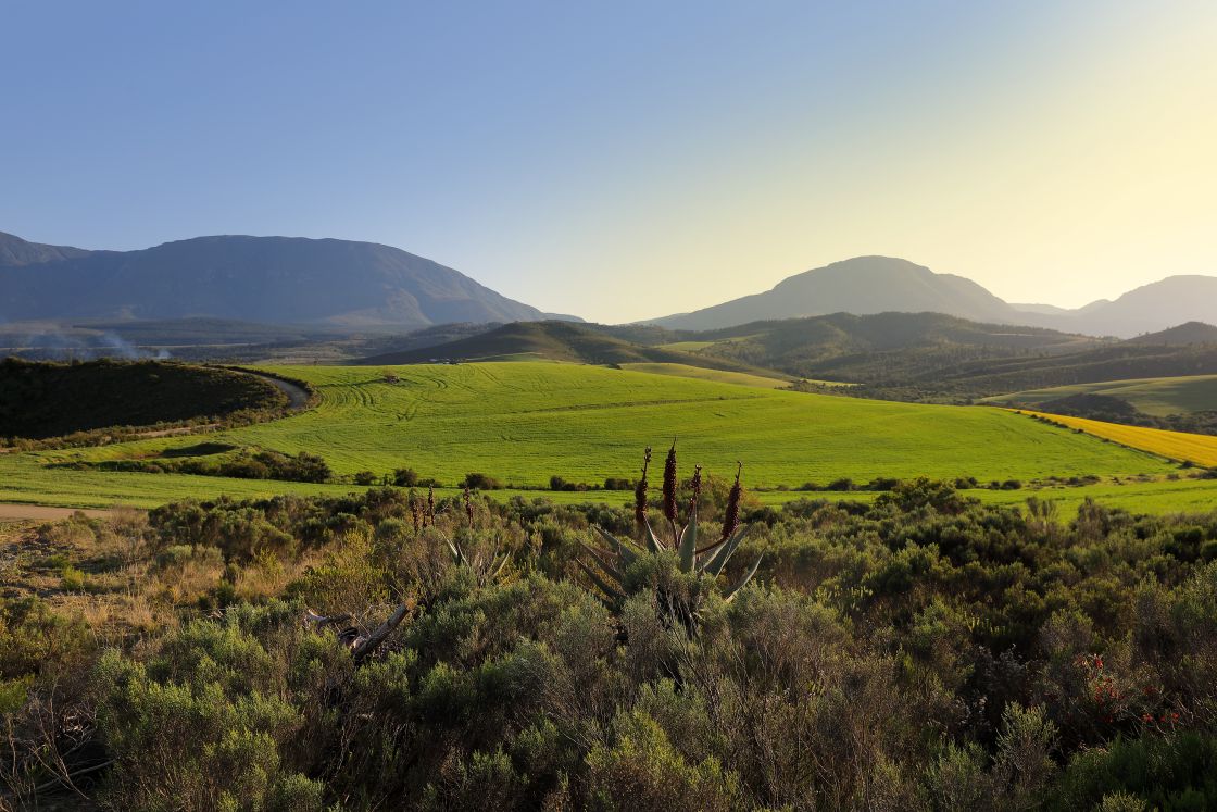 Landscape photo of green farmland on hill, low mountains in the background.