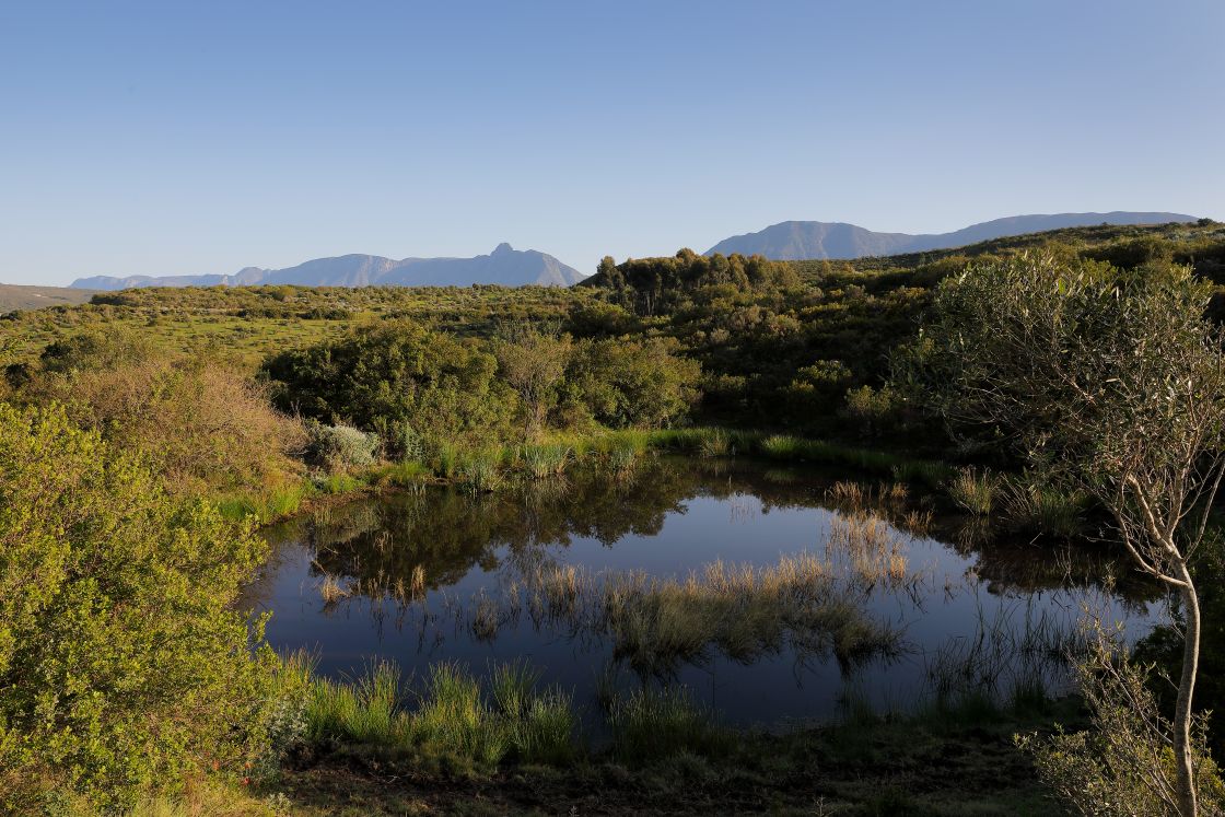 A small wetland pond surrounded by endemic/local vegetation. Mountains in background.