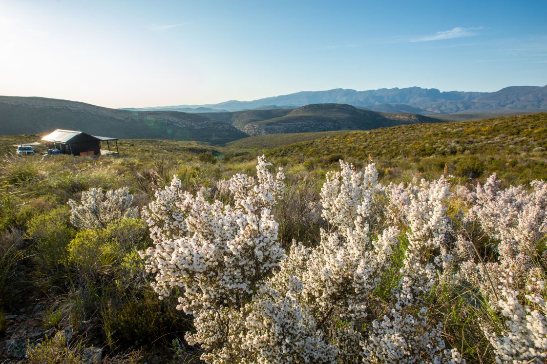 A homestead on a plot of farmland for sale, featuring panoramic views of the mountainous area, and local vegetation, including a wild cotton plant.